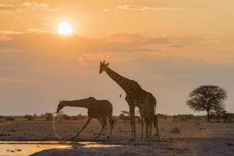 Camelopardalis giraffe Giraffa to drink water hole at sunset Nxai Pan National Park Ngamiland district Botswana Africa Copyright: imageBROKER/MatthiasxGraben ibxdrn04618663.jpg