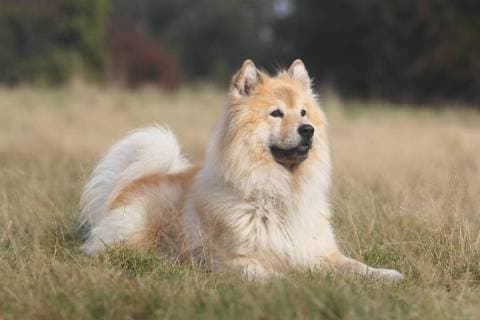 Eurasier, Rüde, 9 Jahre, liegt auf der Wiese, Nordrhein-Westfalen, Deutschland, Europa *** Eurasier male 9 years lies on the meadow North Rhine Westphalia Germany Europe Copyright: imageBROKER/CarolinexBrinkmann iblbtf04620473.jpg