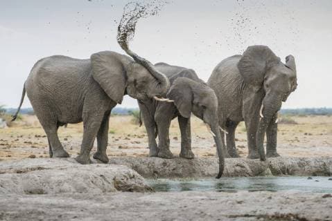 African Elephant Loxodonta africana drinking at a waterhole Nxai Pan National Park Ngamiland District Botswana Africa Copyright: imageBROKER/MatthiasxGraben ibxdrn04617208.jpg