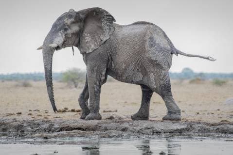 African elephant Loxodonta africana after a mud bath at the waterhole Nxai Pan National Park Ngamiland District Botswana Africa Copyright: imageBROKER/MatthiasxGraben ibxdrn04617223.jpg