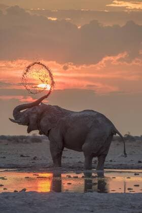 African elephant Loxodonta africana mud bath at sunset at a waterhole Nxai Pan National Park Ngamiland District Botswana Africa Copyright: imageBROKER/MatthiasxGraben ibxdrn04617264.jpg