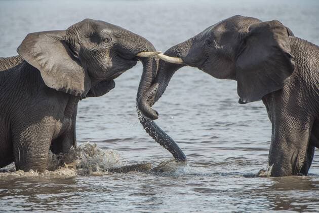 African elephants Loxodonta africana bathing in the river Chobe River Front Chobe District Botswana Africa Copyright: imageBROKER/MatthiasxGraben ibxdrn04617369.jpg