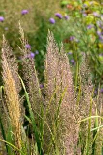 Diamantgras, Diamant-Gras, Diamantreitgras, Diamant-Reitgras (Calamagrostis brachytricha, Stipa brachytricha ), bluehend Korean feather reed grass (Calamagrostis brachytricha, Stipa brachytricha ), blooming, Germany, Bavaria BLWS475458 Copyright: xblickwinkel McPHOTO H.-R.xMuellerx