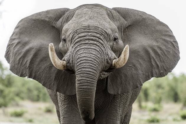 African elephant Loxodonta africana Portrait with outstretched ears aggressive. Close Up Marabou Pan Savuti Chobe National Park Chobe District Botswana Africa Copyright: imageBROKER/MatthiasxGraben ibxdrn04617618.jpg