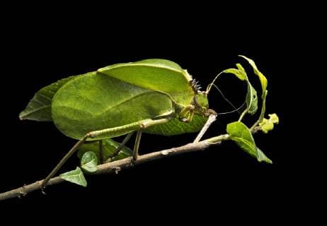 Grasshopper Tettigoniidae Phytomimese Shape and appearance of a leaf for camouflage Anjozorobe National Park Madagascar Africa Copyright: imageBROKER/GuenterxFischer ibxgva04608299.jpg