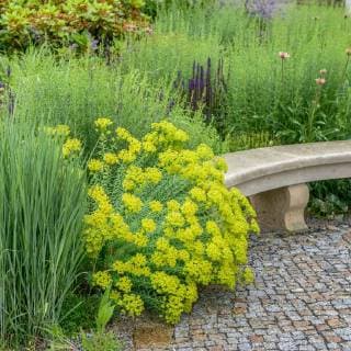 Steppen-Wolfsmilch, Steppenwolfsmilch, niciciana (Euphorbia seguieriana ssp. niciciana, Euphorbia niciciana), bluehend ein einer Parkbank Spurge, Seguier s Spurge (Euphorbia seguieriana ssp. niciciana, Euphorbia niciciana), blooming at a park bench BLWS475605 Copyright: xblickwinkel McPHOTO H.-R.xMuellerx