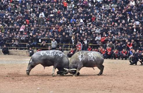 Bilder des Tages China: Stierkampf in Guizhou Provinz February 26, 2018 - Guizhou, China - A bullfight is held in Congjiang, southwest China s Guizhou Province. It s a local tradition to hold bullfighting on the tenth day of the lunar January in southwest China. Guizhou China  - ZUMAs145 20180226_zaa_s145_031 Copyright: xWuxDejunx