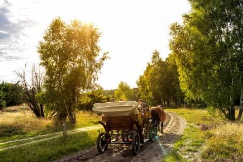 Germany, Lower Saxony, Lueneburg Heath, horse-drawn carriage  PUF01120