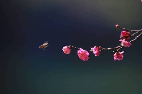 February 26, 2018 - China - CHINA-26th February 2018: Plum flowers blossom in spring. China  - ZUMAs145 20180226_zaa_s145_109 Copyright: xXuxCongjunx