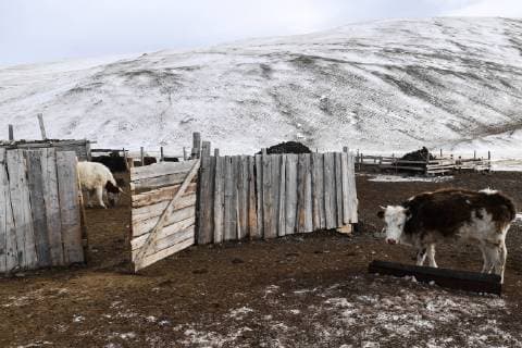 ALTAI REPUBLIC, RUSSIA - FEBRUARY 23, 2018: Cows seen at a winter farm at Saylyugemsky National Park in Kosh-Agachsky District. For years, tending camels, yaks, horses, sheep, goats, and cattle, has been a specific feature of this area; distant-pasture livestock breeding has developed into part of the region s economy. Kirill Kukhmar TASS  TS075EDB