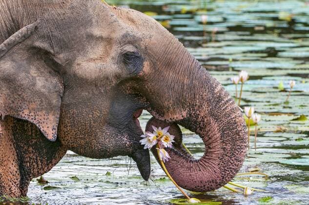 Asian or Asiatic elephant Elephas maximus eating water lily at Yala national park Sri Lanka  1097803614