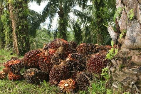 IMAGO Nature: Unsere Erde, Umweltverträgliche Herausforderungen, Palmöl March 6, 2018 - Nagan Raya, Aceh, Indonesia - Harvesting oil palm plantations seen in Alue Bilie village in Aceh..Indonesia is the largest producer of palm oil in the world with about 6 million hectares of plantation as they provide around half of the world™s supply. Indonesia added more hectares plantation since 2015 for biofuel production. Nagan Raya Indonesia - ZUMAs197 20180306_zaa_s197_037 Copyright: xMimixSaputrax
