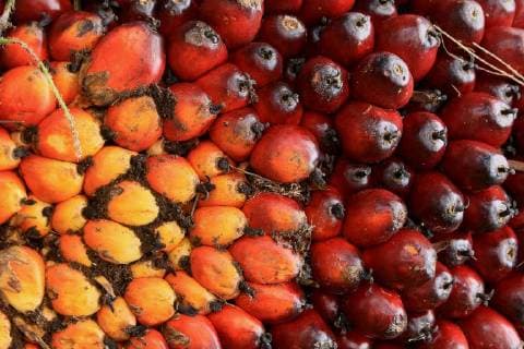 IMAGO Nature: Unsere Erde, Umweltverträgliche Herausforderungen des 21. Jahrhunderts, Palmöl March 6, 2018 - Nagan Raya, Aceh, Indonesia - Harvesting oil palm plantations seen in Alue Bilie village in Aceh..Indonesia is the largest producer of palm oil in the world with about 6 million hectares of plantation as they provide around half of the world™s supply. Indonesia added more hectares plantation since 2015 for biofuel production. Nagan Raya Indonesia - ZUMAs197 20180306_zaa_s197_033 Copyright: xMimixSaputrax