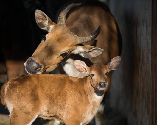 Young Banteng in the zoo Dresden
