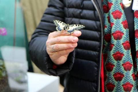 14 03 2018 Frankfurt Palmengarten Venture into cities Wilderness is awarded as a project of the UN Decade of Biological Diversity City of Frankfurt receives award for the project Diversity Tree Image shows Christiane Paulus Federal Ministry for the Environment Nature Conservation and Nuclear Safety BMU with a living real butterfly on hand