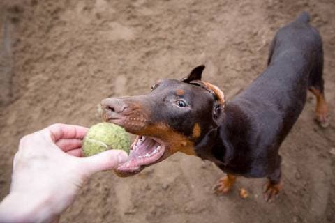 Doberman from above plays with tennis ball portrait Copyright: xEIBNER Thomas_Hahnx EP_THN