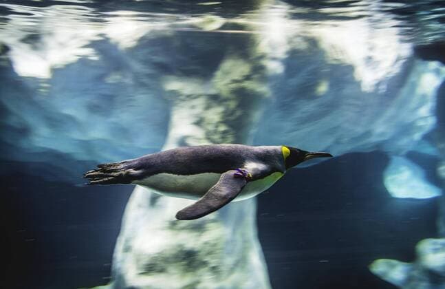 King penguin Aptenodytes patagonicus dives swims underwater Underwater shot Pinguinarium Planet Penguin Loro Parque Animal Park Tenerife Puerto de la Cruz Tenerife Canary Islands Spain Europe Copyright: imageBROKER/ValentinxWolf iblvfw04659562.jpg