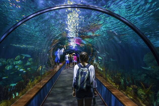 Young woman visitor in aquarium tunnel Tunnel under aquarium Loro Parque Loro Park Puerto de la Cruz Tenerife Canary Islands Spain Europe Copyright: imageBROKER/ValentinxWolf iblvfw04659525.jpg