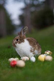 Ostern 2018 - der Osterhase 26.03.2018., Mali Losinj, Croatia - Rabbit in a grass surrounded by easter eggs. *** Easter 2018 Easter Bunny 26 03 2018 Mali Losinj Croatia Rabbits in a grass surrounded by easter eggs nph PIXSELL
