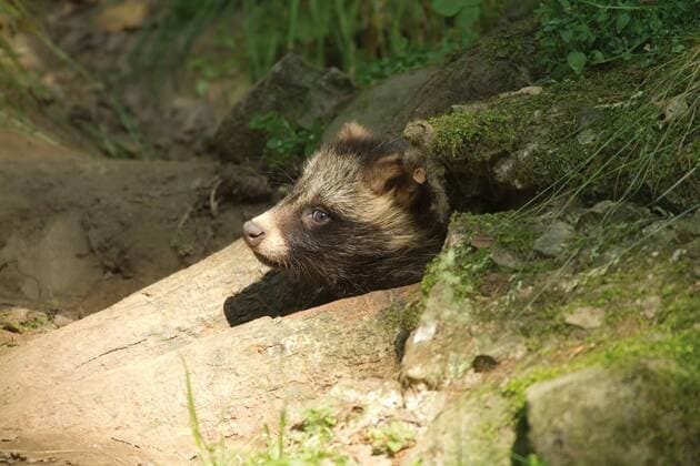 Marderhund, Enok, Seefuchs, Obstfuchs, Tanuki (Nyctereutes procyonoides), Jungtier schaut aus Bau, Deutschland raccoon dog (Nyctereutes procyonoides), juvenile peering from the den, Germany BLWS478716 Copyright: xblickwinkel H.xPieperx