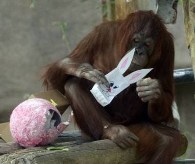 Themen der Woche Bilder des Tages April 1, 2018 - U.S. - ASEC -- An orangutan contemplates a bunny sack during Spring Fling Enrichment at the ABQ BioPark Zoo on Sunday, April 1, 2018. Environmental enrichment provides choice, change and complexity for the ABQ BioPark s animals. U.S. - ZUMAab1_ 20180401_zaf_ab1_005 Copyright: xGregxSorberx