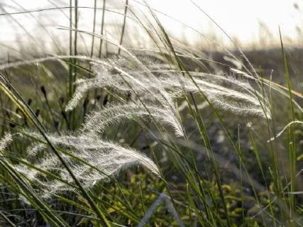 Zitzmannsdorfer Wiesen, Federgras, Österreich, Burgenland, Neusiedlersee Seewinkel, Podersdorf *** Zitzmannsdorfer Meadow Feather grass Austria Burgenland Neusiedlersee Seewinkel Podersdorf Copyright: xKTHx ALLAT932121