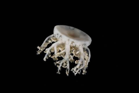 Mangrove jellyfish Cassiopea andromeda in the night. Indian Ocean. Maldives Asia Copyright: imageBROKER/AndreyxNekrasov ibxaaa04666670.jpg