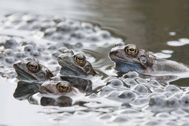 Grass frogs Rana temporaria at spawning Emsland Lower Saxony Germany Europe Copyright: imageBROKER/ErhardxNerger ibxenh04667667.jpg