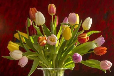 Tulipa colorful tulip bouquet in front of red background Copyright: imageBROKER/HelmutxMeyerxzurxCapellen ibxmzc04668087.jpg