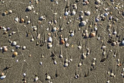 Shells on Playa del Monsul Nature Reserve Cabo de Gata Nijar Province of Almeria Andalucia Spain Europe Copyright: imageBROKER/ThomasxDressler ibxtdr04661715.jpg