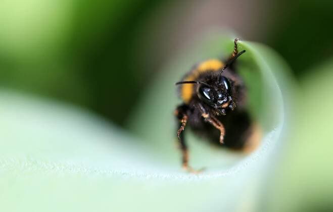 20180412 Insects in the garden Fürstenried West Munich Nature in the picture Hummel in the grass