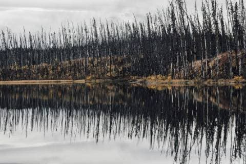 Canada, British Columbia, deadwood after forest fire  GUSF00369