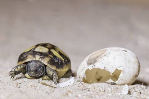 Hermann s tortoise, Testudo hermanni, hatching  FOF09897