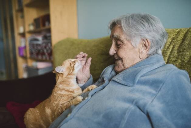 Happy senior woman with tabby cat on the couch model released Symbolfoto property released  RAEF01987