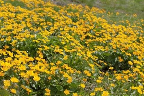 Sumpf-Dotterblume, Sumpfdotterblume (Caltha palustris), bluehend in einer Sumpfwiese, Oesterreich, Tirol marsh marigold (Caltha palustris), blooming in a swamp, Austria, Tyrol BLWS480542 Copyright: xblickwinkel M.xKuehnx