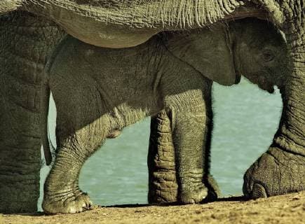 Elephants African elephants at the waterhole in Addo Elephant Park South Africa