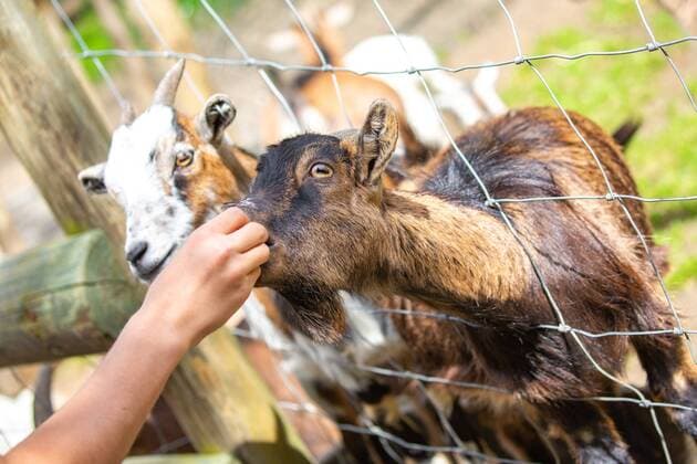 Fusch THEME PICTURE a goat Capra is fed in the petting zoo in the Wildpark Ferleiten on 29 April 2018 in Taxenbacher Fusch Oesterreich a goat Capra is fed in the petting zoo in Wildpark Ferleiten Taxenbacher Fusch Austria on 2018 04 29  EX_OBH