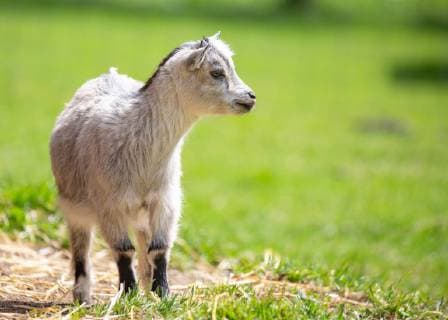 Fusch THEME PICTURE a goat Capra in the Wildpark Ferleiten added on April 29, 2018 in Taxenbacher Fusch Oesterreich a goat at the Wildlife Park Taxenbacher Fusch Austria on 2018 04 29  EX_OBH