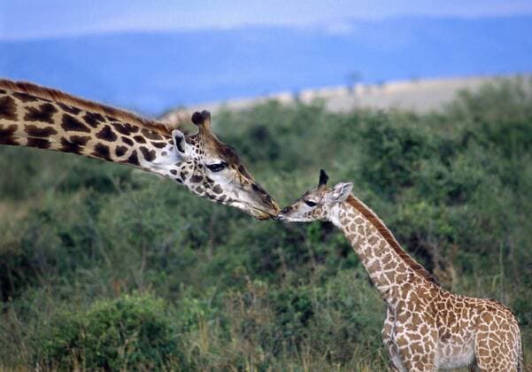 Close up of adult and juvenile giraffes touching heads. Close up of adult and juvenile giraffes touching heads.  37106