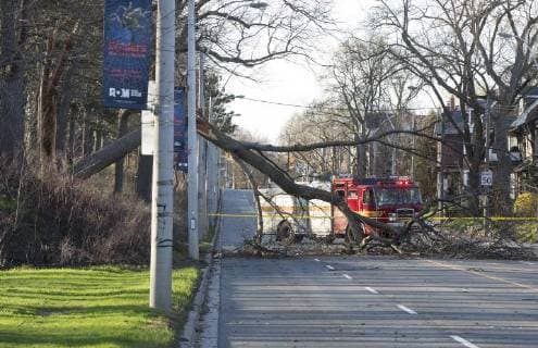 (180505) -- TORONTO, May 5, 2018 -- A tree falls down on the ground during the high wind weather in Toronto, Canada, May 4, 2018. Environment Canada issued a weather alert for severe winds in the Toronto area on Friday, the wind climbed up to 100km h in some areas. ) (hy) CANADA-TORONTO-WEATHER-HIGH WIND ZouxZheng 