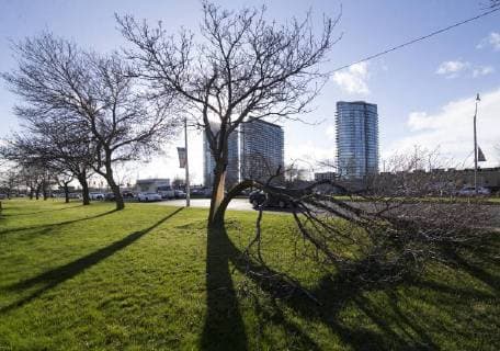 (180505) -- TORONTO, May 5, 2018 -- A tree falls down on the ground during the high wind weather in Toronto, Canada, May 4, 2018. Environment Canada issued a weather alert for severe winds in the Toronto area on Friday, the wind climbed up to 100km h in some areas. ) (hy) CANADA-TORONTO-WEATHER-HIGH WIND ZouxZheng 