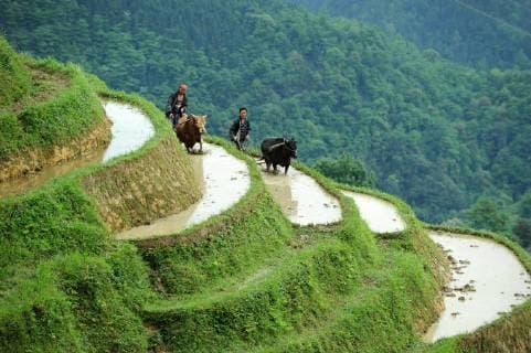 Themen der Woche KW 19 Bilder des Tages (180507) -- RONGJIANG, May 7, 2018 -- Villagers of Miao ethnic group work in the terraced fields in a Miao ethnic village in Rongjiang County, southwest China s Guizhou Province, May 7, 2018. ) (sxk) CHINA-GUIZHOU-RONGJIANG-TERRACE SCENERY (CN) YangxWenbin 
