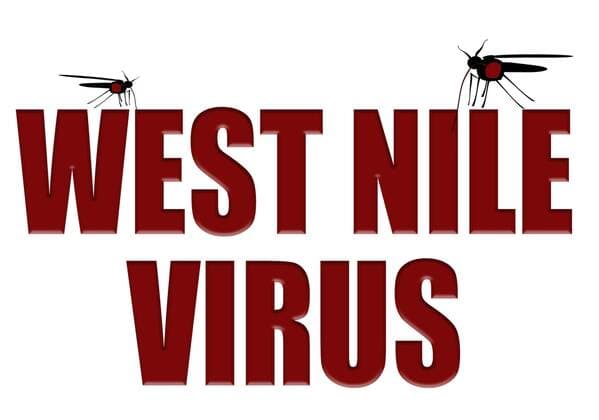 Digital composite Mosquito sucking blood out of the word West Nile Virus . 
