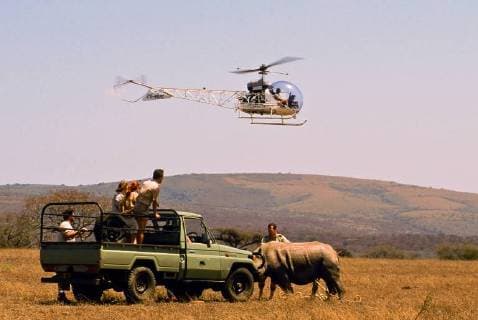 IMAGO Creative: UN Welt-Habitat-Tag am 3. Oktober Breitmaulnashorn, Breitmaul-Nashorn, Breitlippennashorn, Breitlippen-Nashorn, Weisses Nashorn (Ceratotherium simum), wird eingefangen und besendert, Namibia white rhinoceros, square-lipped rhinoceros, grass rhinoceros (Ceratotherium simum), beeing captured and fitting with a transmitter, Namibia BLWS480763 Copyright: xblickwinkel R.xLammersx