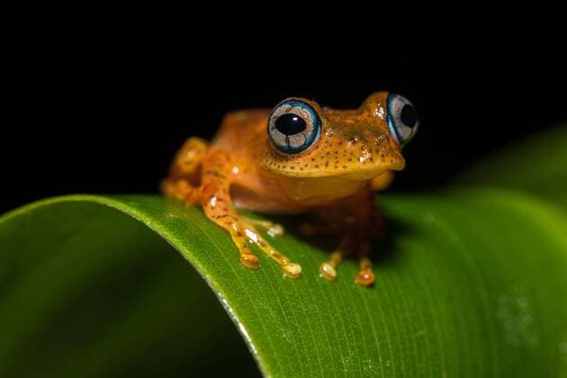 Tree frog species Boophis pyrrhus sits on leaf Andasibe National Park Madagascar Africa Copyright: imageBROKER/MarkoxvonxderxOsten iblmav04679383.jpg