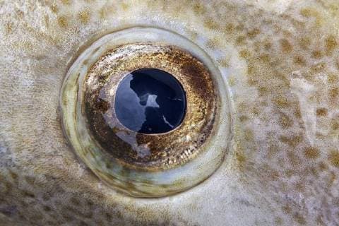  Auge eines frisch gefangenen Kabeljau oder Dorsch (Gadus morhua), Nahaufnahme, Fischer-Hafen von Husavik, Nordisland, Island, Europa *** Eye of a freshly caught cod or cod Gadus morhua closeup Fisherman harbor of Husavik North Iceland Iceland Europe Copyright: imageBROKER/HarryxLaub ibxhal04685953.jpg