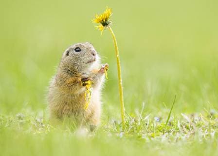 European Ground Squirrel Spermophilus citellus and Dandelion Taraxacum National Park Neusiedler See Seewinkel Burgenland Austria Europe Copyright: imageBROKER/ChristophxRuisz ibxcru04673119.jpg