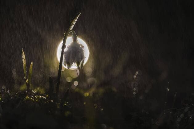  Märzenbecher (Leucojum vernum) mit Wassertropfen im Gegenlicht bei Regen, Bayern, Deutschland, Europa *** March cup Leucojum vernum with water drops in backlight at rain Bavaria Germany Europe Copyright: imageBROKER/KonradxKleiner iblkkl04667434.jpg