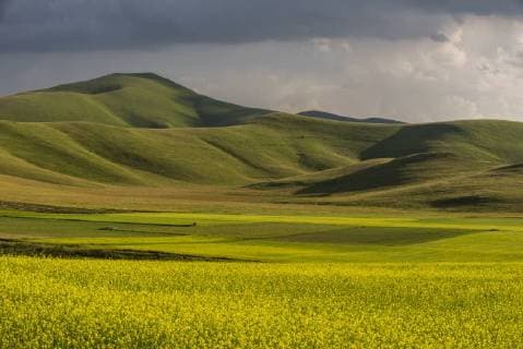 IMAGO Nature: Unsere Erde, Klimawandel, Ern?hrung, Pflanzen der Zukunft, Linse Fields of flowering lentils on the Piano Grande, Monti Sibillini National Park, Perigua District, Umbria, Italy, Europe Copyright: RobertxCanis 1200-125