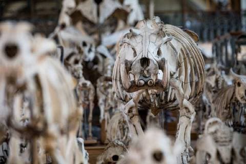 Paris: Paläontologische Abteilung im Naturhistorischen Museum Illustration of the Gallery of Paleontology and Comparative Anatomy of the National Museum of Natural History. in Paris, June 2nd, 2018. -- --.  Copyright: xAurelienxMorissardx